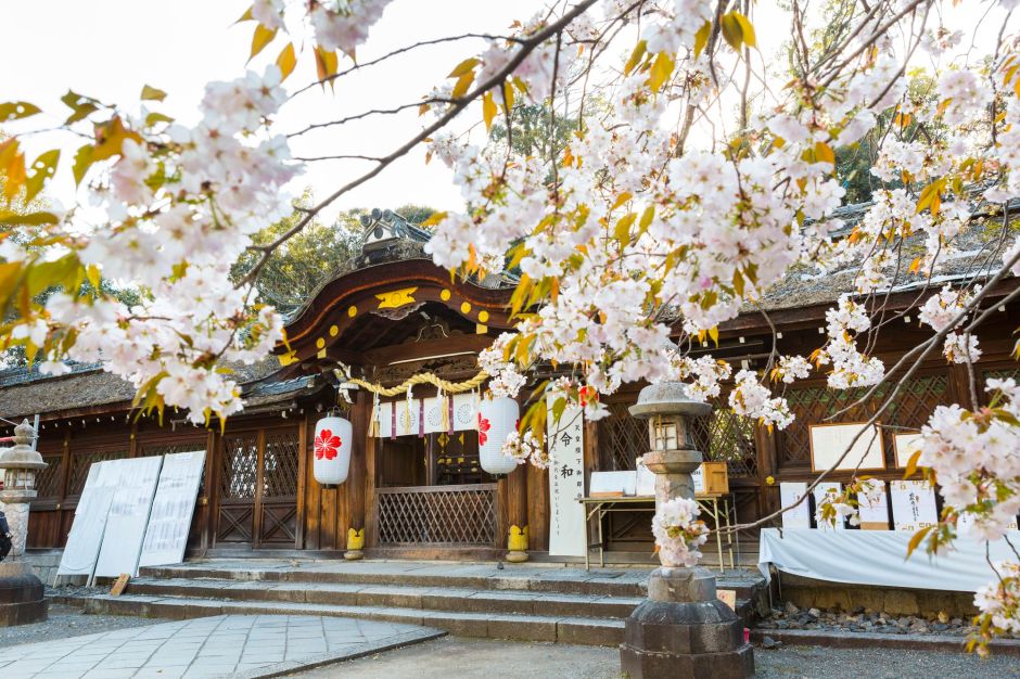 15 lugares imperd&iacute;veis para apreciar flores de&nbsp;cerejeira